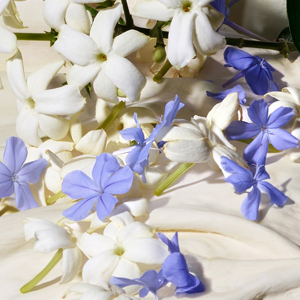 Dolce Blue Jasmine, EdP - parfym från Dolce & Gabbana